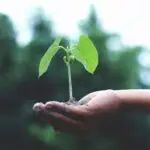 A young plant with a seed pod or fruit at its base, held in the palm of a hand with soil, against a blurred natural background. SCP NAP