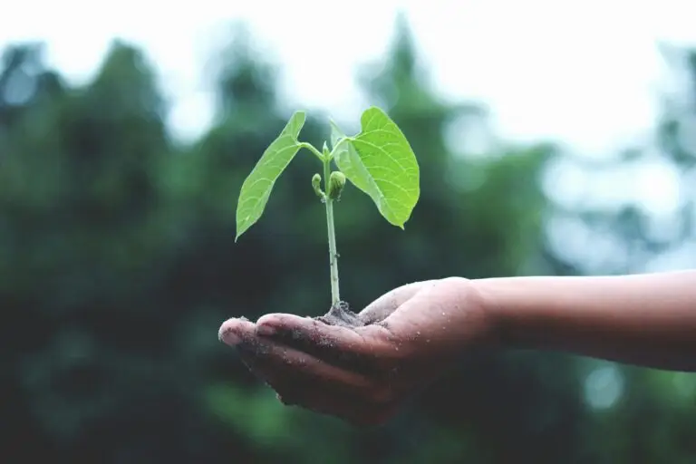 A young plant with a seed pod or fruit at its base, held in the palm of a hand with soil, against a blurred natural background. SCP NAP